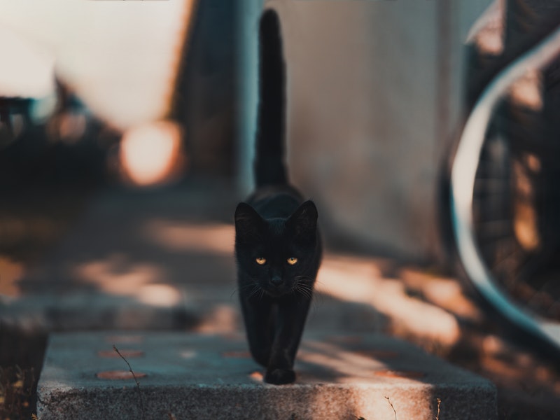 supersticiones de los gatos negros